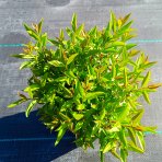 Vtáčí zob obyčajný (Ligustrum Vulgare) ´LODENSE´ - výška 20-30 cm, kont. C2L
